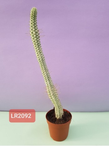 Кактус - LR2092